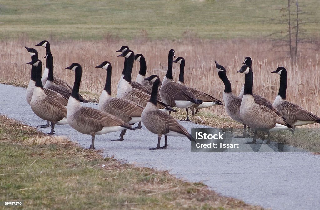 Gaggle de gansos - Foto de stock de Aire libre libre de derechos