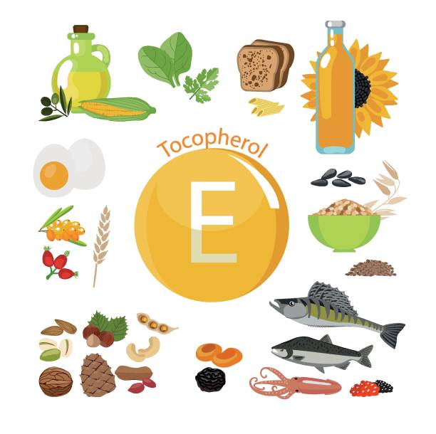 witamina e lub tokoferol. źródła żywności. - pine nut seed image horizontal stock illustrations