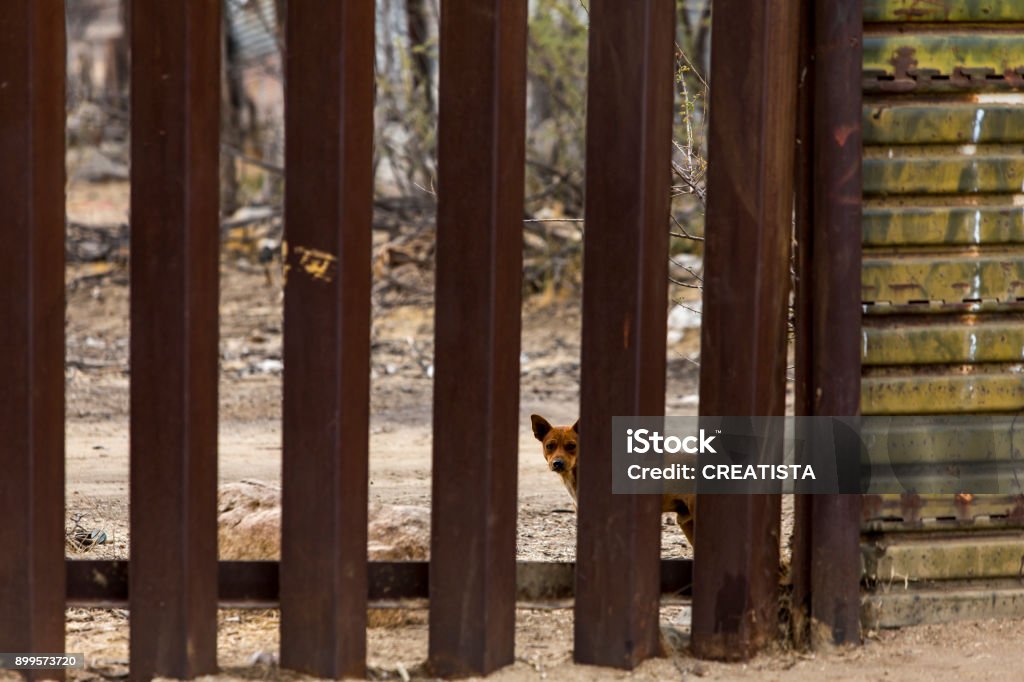 Dog Looking Through International Border Wall Separating the United States and Mexico A dog on the Mexican side of the United States border wall looking north through the wall International Border Barrier Stock Photo