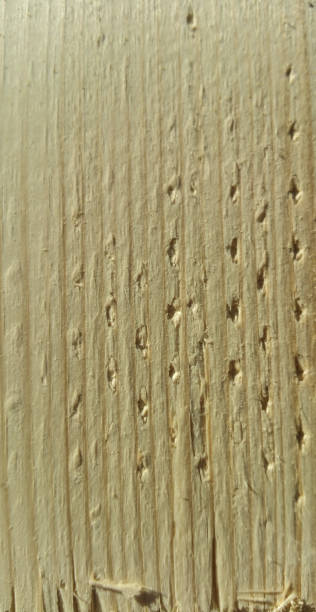 Rustic Pine Texture stock photo