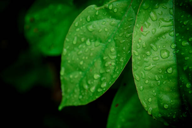 istock Beautiful Water drops on fresh green leaf after rain. 899574242