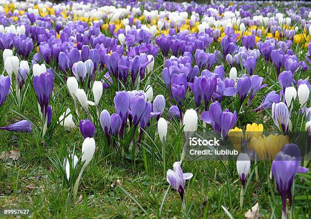 잔디 가득 퍼플 화이트 옐로우 크로커스 봄 4월에 대한 스톡 사진 및 기타 이미지 - 4월, 구근 식물, 꽃 나무