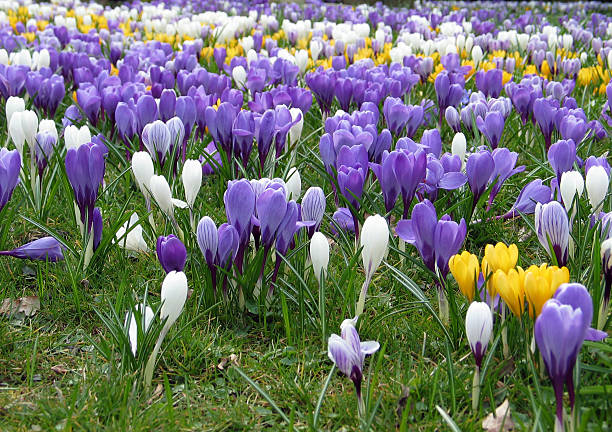 istock Lawn full of purple, white and yellow crocus in spring 89957427