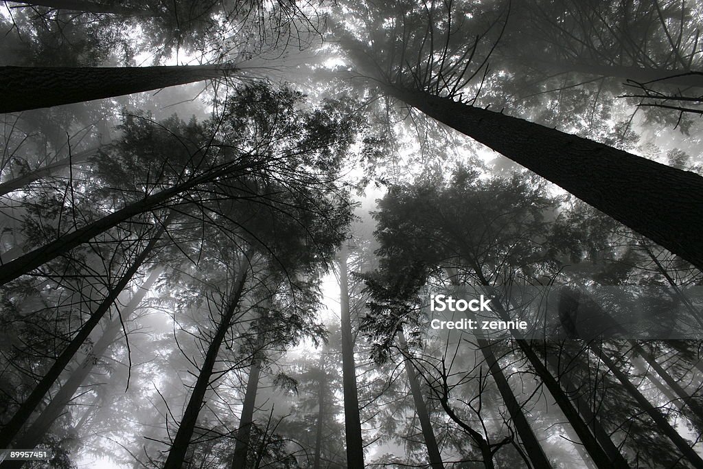 Bosque foto perfecta - Foto de stock de Aire libre libre de derechos