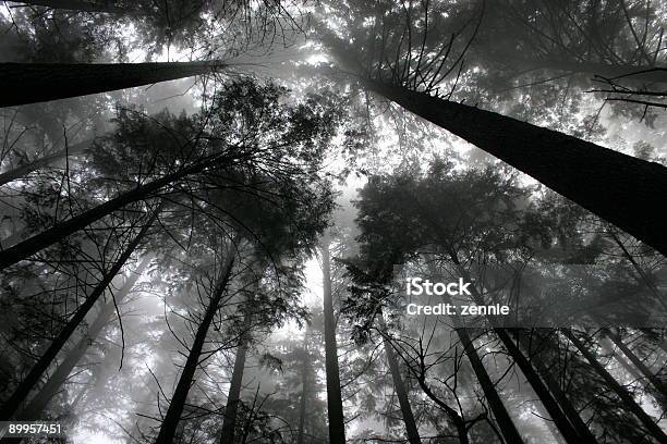 Bosque Foto Perfecta Foto de stock y más banco de imágenes de Aire libre - Aire libre, Alegre, Alto - Descripción física