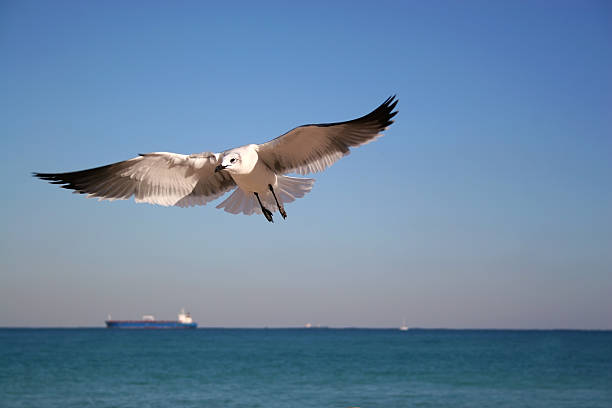 Seagull soaring stock photo