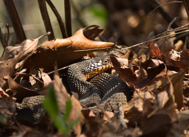 Cobra nestled em folhas - fotografia de stock