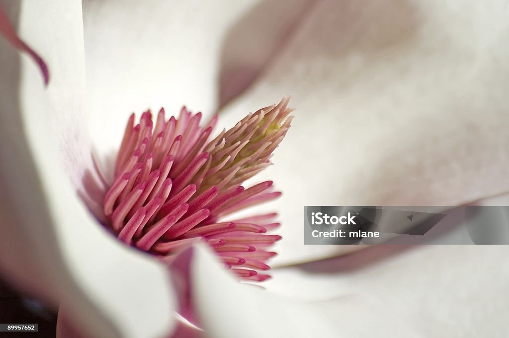 Magnólia grande plano - Royalty-free Botânica - Ciência de plantas Foto de stock