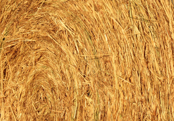 close up view of a hay bale as a background