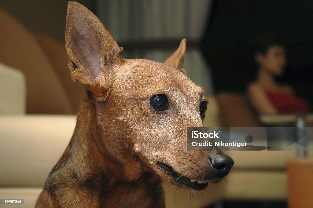 Pippo Grinning cane - Foto stock royalty-free di Affilato