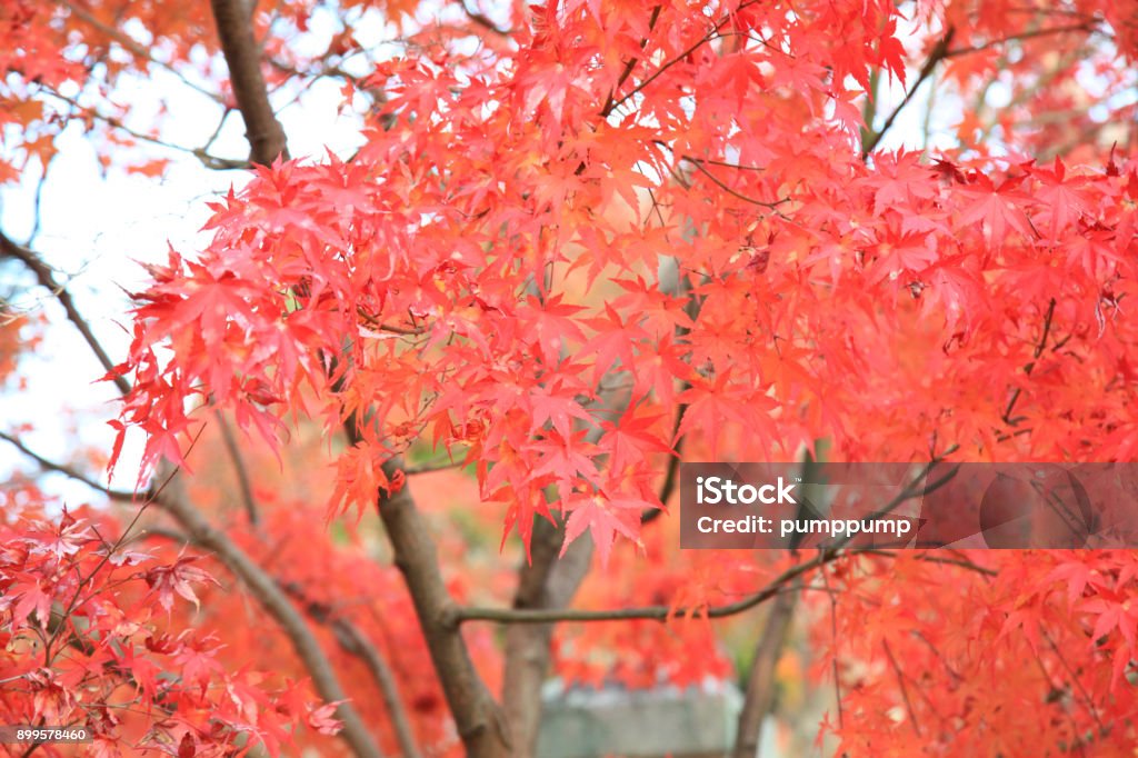 The Leaves color change in kyoto in Japan Asia Stock Photo