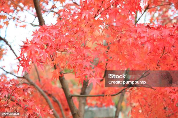 The Leaves Color Change In Kyoto In Japan Stock Photo - Download Image Now - Asia, Autumn, Beauty