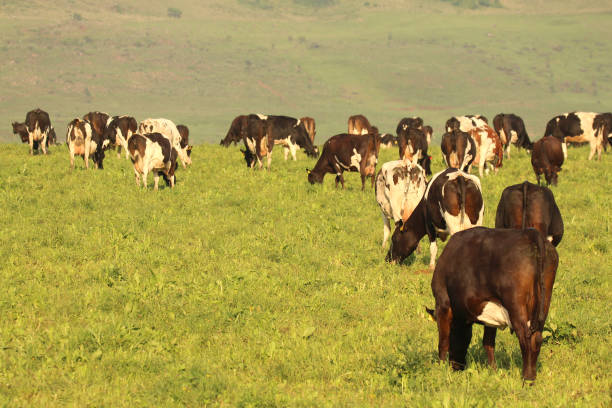 istock Cows grazing on a dairy farm 899578656