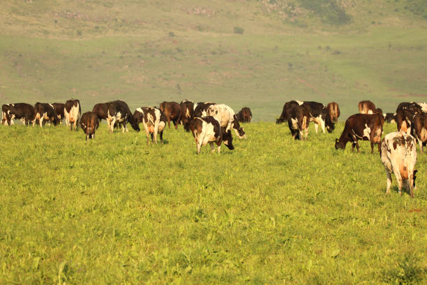 istock Cows grazing on a dairy farm 899578676