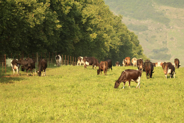 istock Cows grazing on a dairy farm 899578738