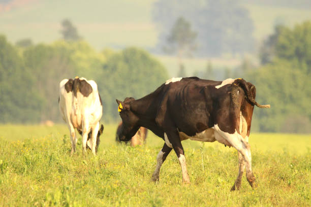 istock Cows grazing on a dairy farm 899578744