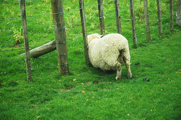 Sheep Rump 610+ Lamb Rump Stock Photos, Pictures & Royalty-Free Images - iStock