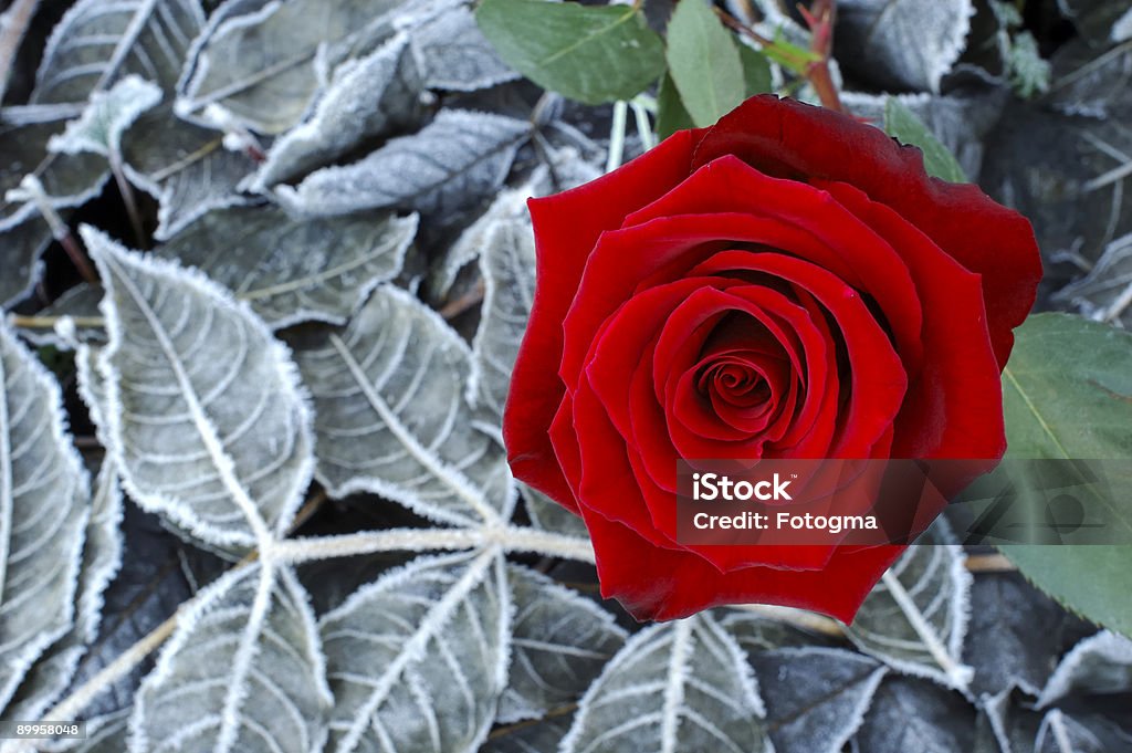 Rosa com Frost - Royalty-free Amor Foto de stock