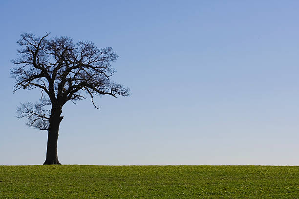 albero all'orizzonte contro un cielo blu - origins oak tree growth plant foto e immagini stock