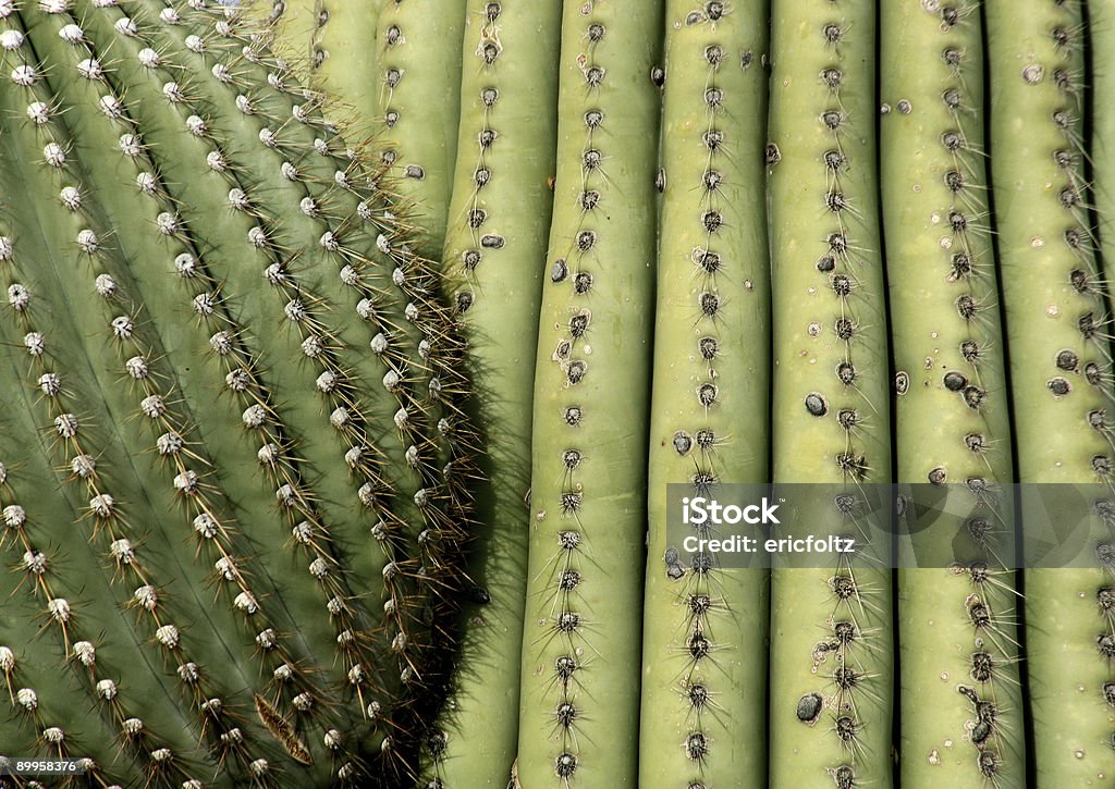 Saguaro  Arid Climate Stock Photo