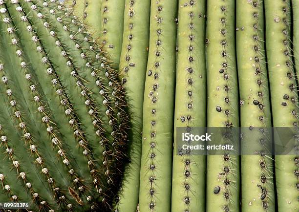 Saguaro Stock Photo - Download Image Now - Arid Climate, Arizona, Cactus
