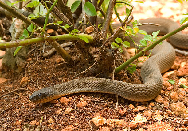 Planície-inchado Slithering Cobra - fotografia de stock