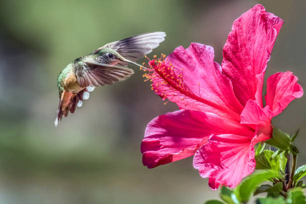 istock Broad-tailed Hummingbird Male and Hibiscus 899585522