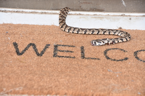 Venomous snake at the door of a house