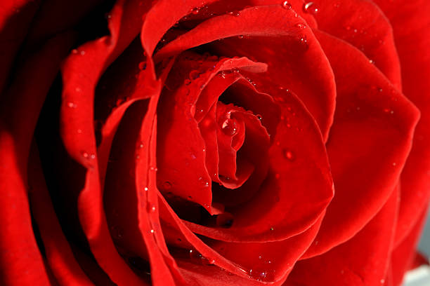 rosas rojas con gotas de agua - interflora fotografías e imágenes de stock