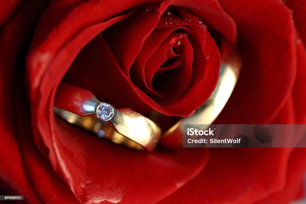 Red rose with wedding rings  Arrangement Stock Photo