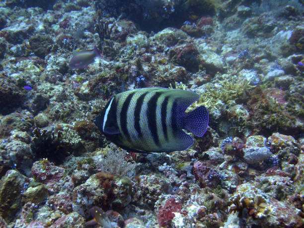 istock Angelfish at the Komodo Islands 899589910