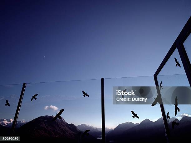 Glas Wind Bildschirm Stockfoto und mehr Bilder von Vogel - Vogel, Fenster, Glas