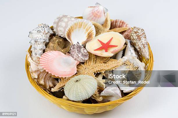 Shellbasket - カラー画像のストックフォトや画像を多数ご用意 - カラー画像, コレクション, バケーション