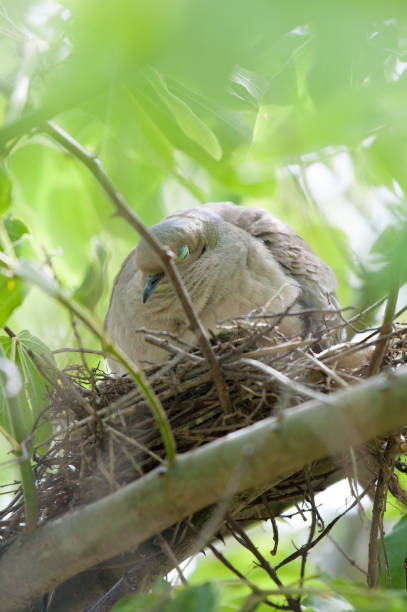 Mourning Dove Parent Nesting Baby Fledgling Chick Mourning Dove Parent Nesting Baby Fledgling Chick fledging stock pictures, royalty-free photos & images