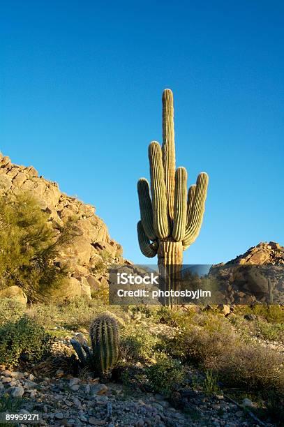 サワロサボテン 1 - アメリカ南西部のストックフォトや画像を多数ご用意 - アメリカ南西部, アメリカ合衆国, アリゾナ州