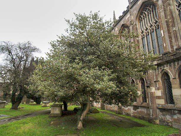 Holly Tree and Gothic Church stock photo