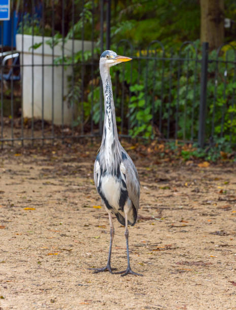 istock Grey Heron in Vondelpark, Amsterdam. 899592790