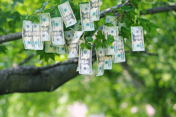 돈을 나무에 성장 - twenty dollar bill dollar dollar sign currency 뉴스 사진 이미지