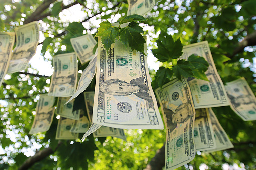 Money Growing on Trees close up