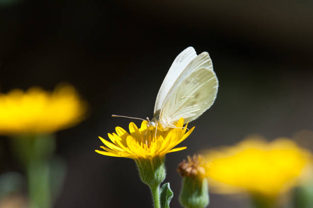 istock Cabbage White Butterfly Pollinating Yellow Flower 899594228