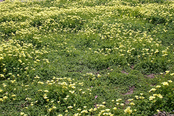 Field Of Yellow stock photo