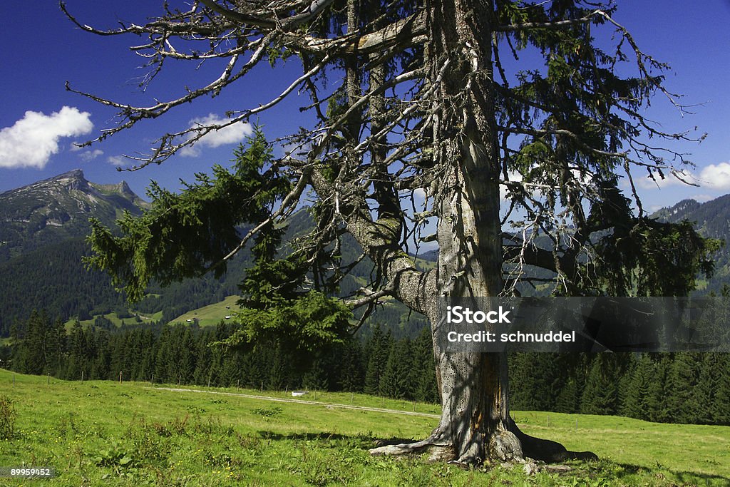 Pinetree in die Berge 2 - Lizenzfrei Allgäu Stock-Foto