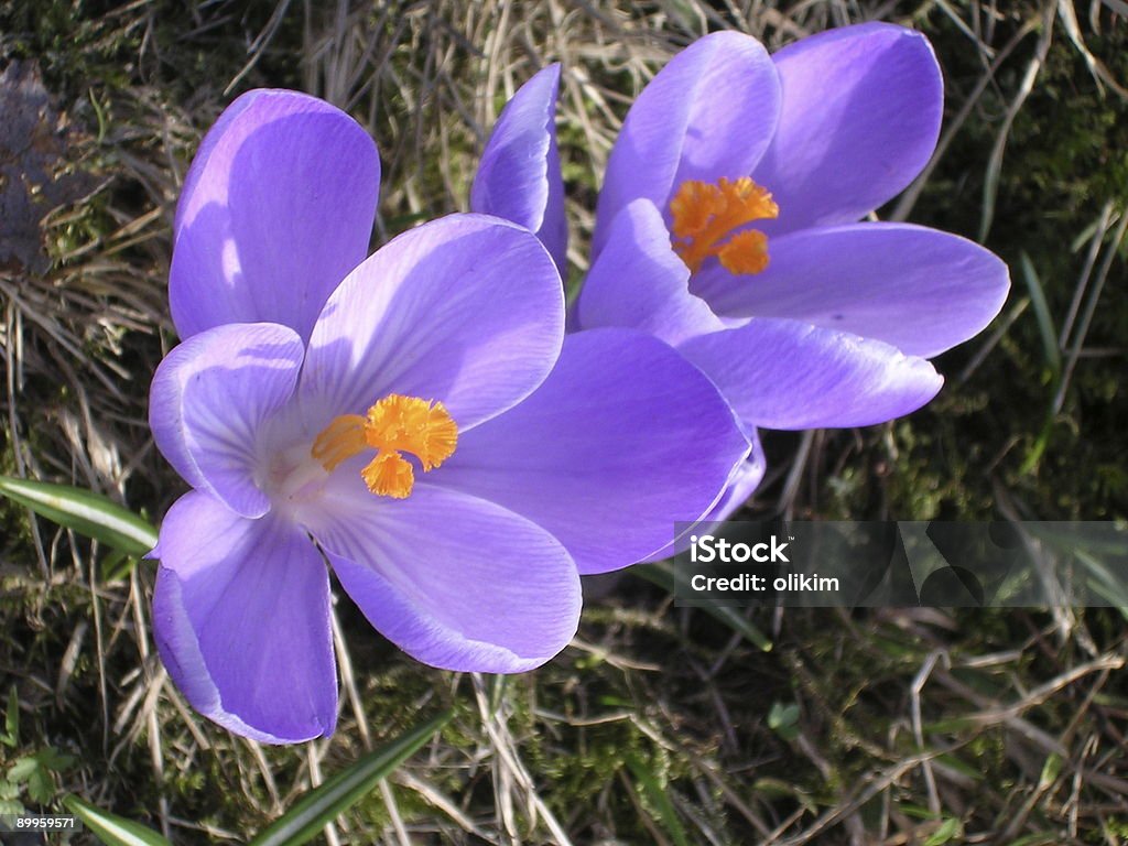 花の春 - おしべのロイヤリティフリーストックフォト