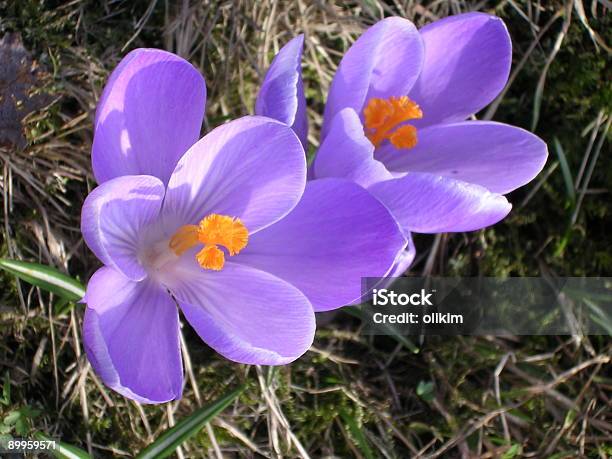花の春 - おしべのストックフォトや画像を多数ご用意 - おしべ, アヤメ属, オレンジ色
