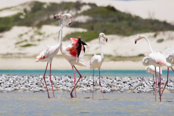 Flock of flamingos wading in the shallow lagoon water stock photo
