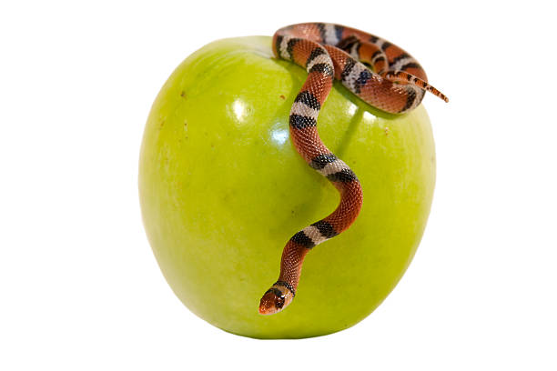 eve の誘惑 - snake apple liar bible ストックフォトと画像