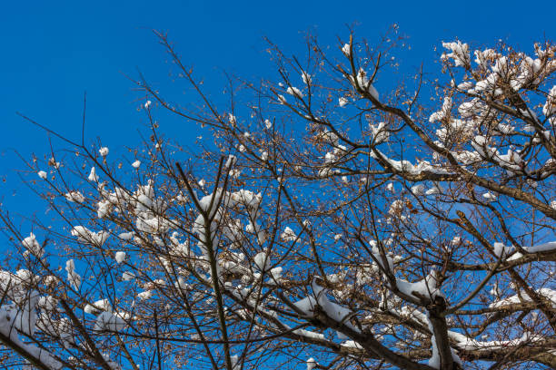 istock snow on the sakura tree under blue sky in the winter 899597358