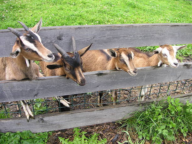 Goats stock photo