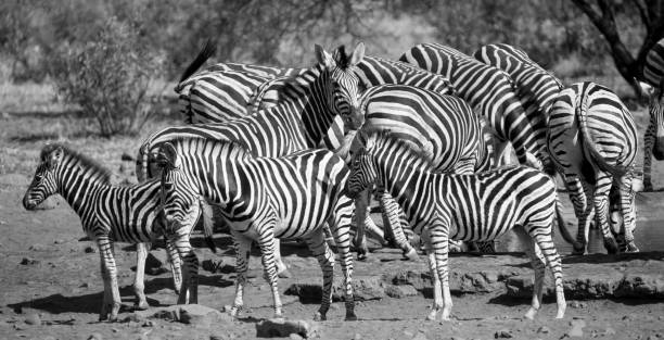 istock Zebra herd in a black and white with heads together 899597864