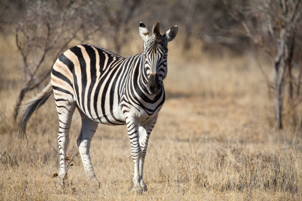 istock Zebra standing in grass among trees during a winter 899597920